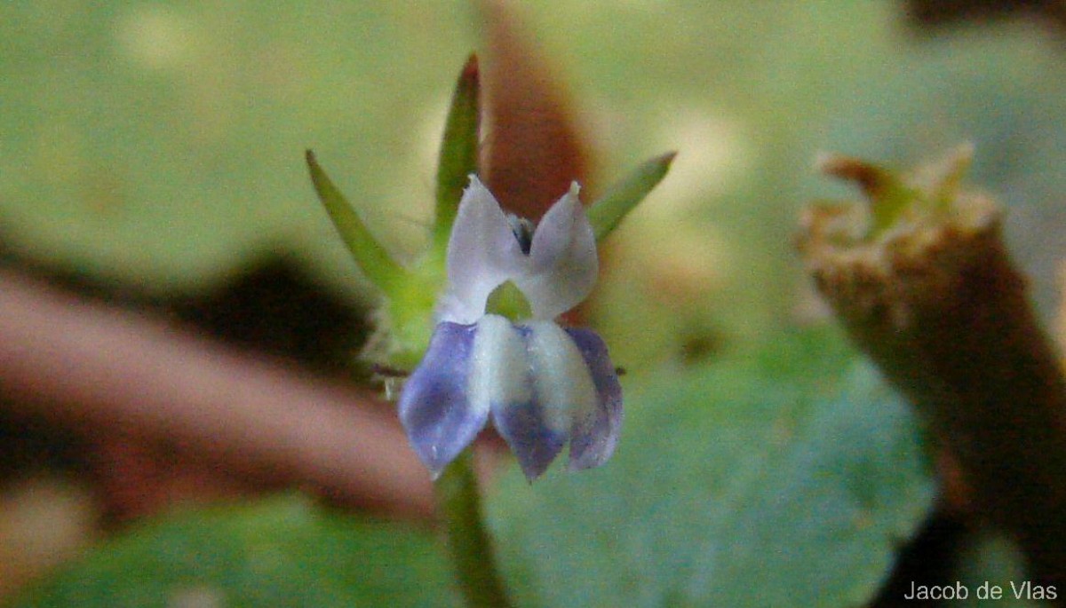 Lobelia zeylanica L.